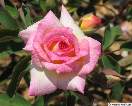 'Tip-Top (polyantha, Lambert, 1909)' rose, click to enlarge 'Tip-Top (polyantha, Lambert, 1909)' rose photo