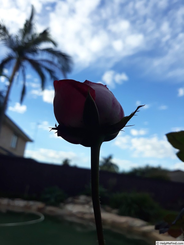 'A Daughter's Gift' rose photo