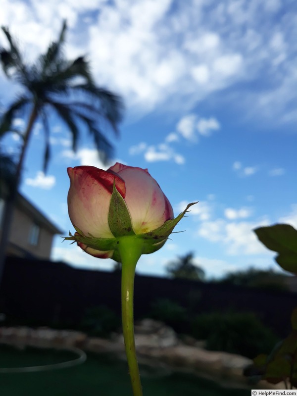 'A Daughter's Gift' rose photo