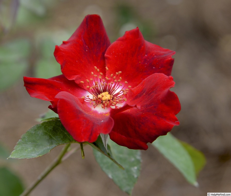 'Midnight Star' rose photo