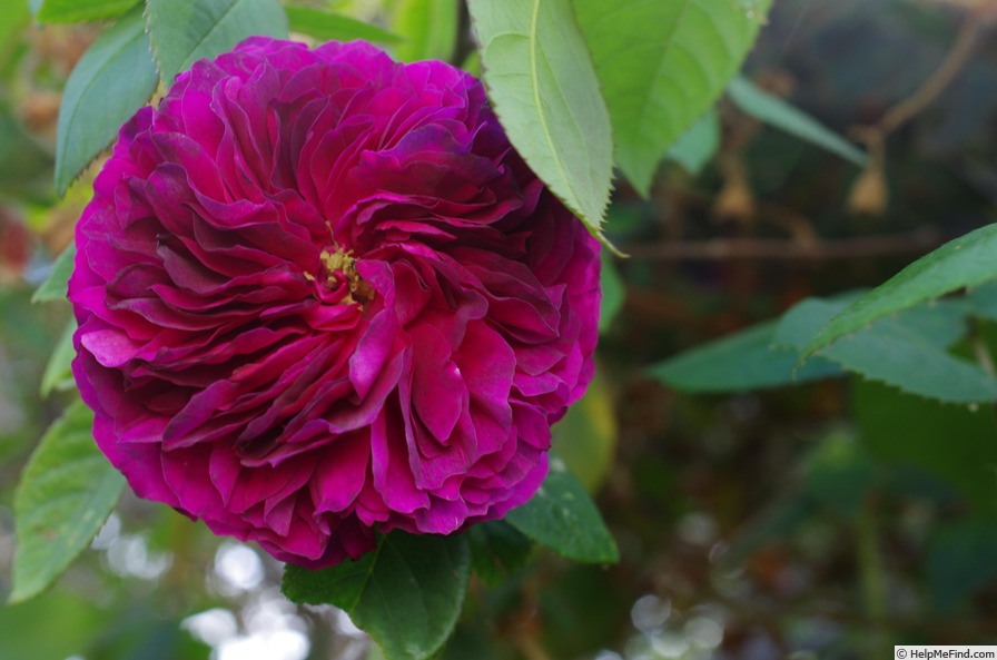 'Erinnerung an Brod' rose, click to enlarge 'Erinnerung an Brod' rose photo