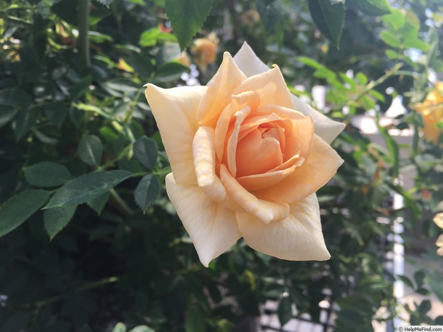 'Honeybee ™' rose photo