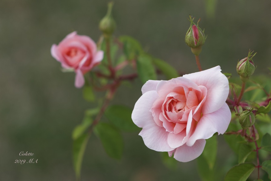 'Colette ® (hybrid tea, Meilland 1994)' rose photo