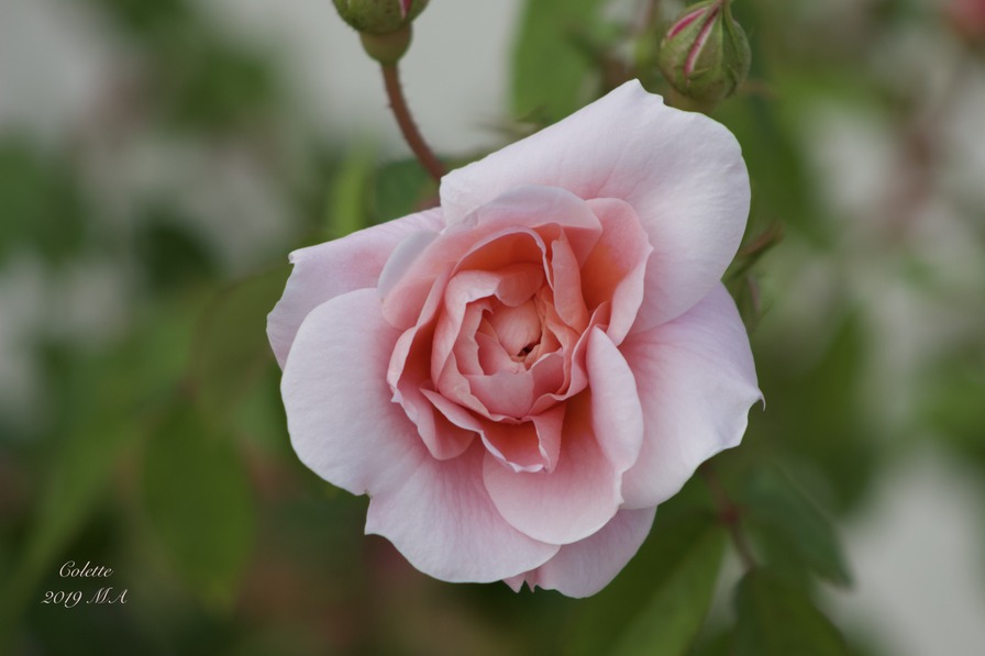 'Colette ® (hybrid tea, Meilland 1994)' rose photo