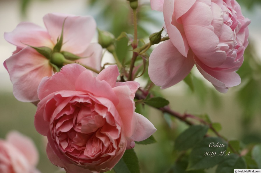 'Colette ® (hybrid tea, Meilland 1994)' rose photo