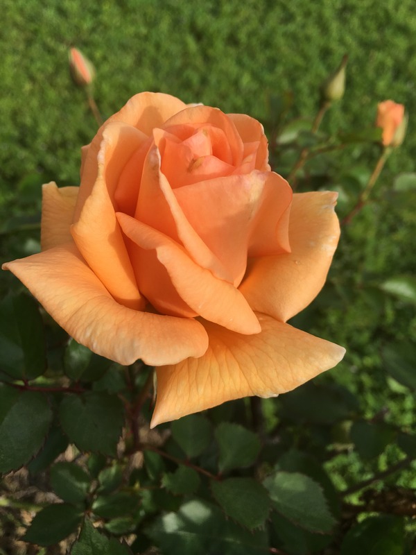 'Fuzzy Navel' rose photo