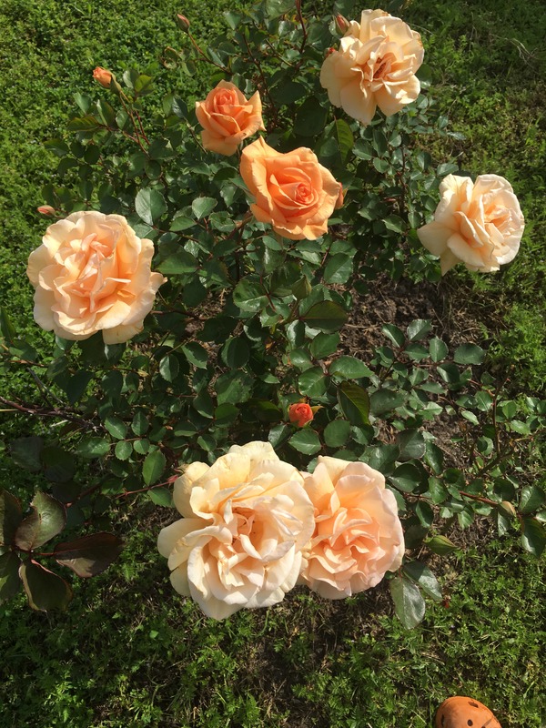 'Fuzzy Navel' rose photo
