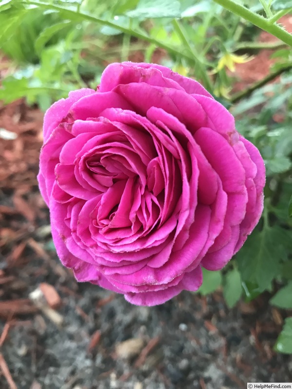 'Comice de Tarn-et-Garonne' rose photo