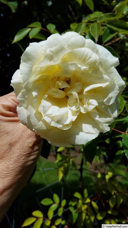 'Jill's Giant' rose photo
