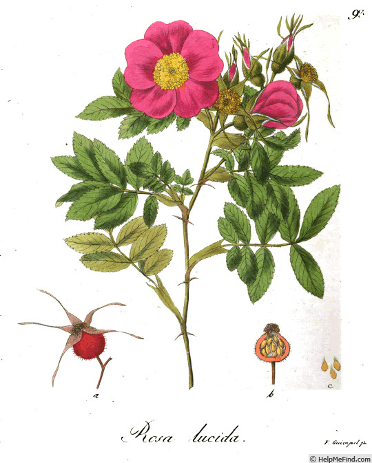 '<i>Rosa lucida</i> Ehrhart Synonym' rose photo