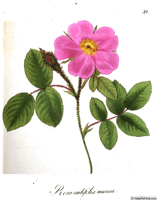 'R. centifolia muscosa' rose photo