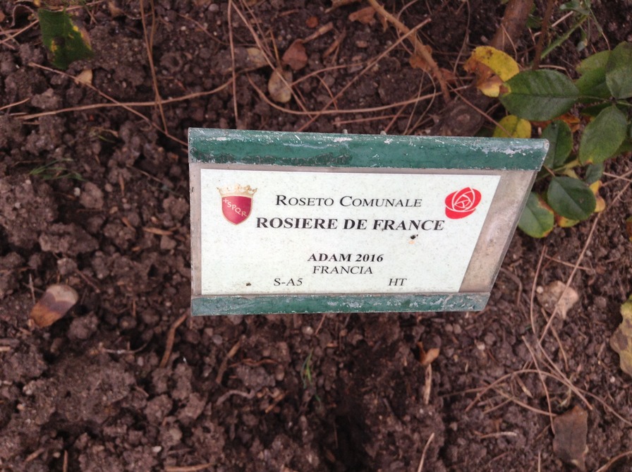 'Rosière de France' rose photo