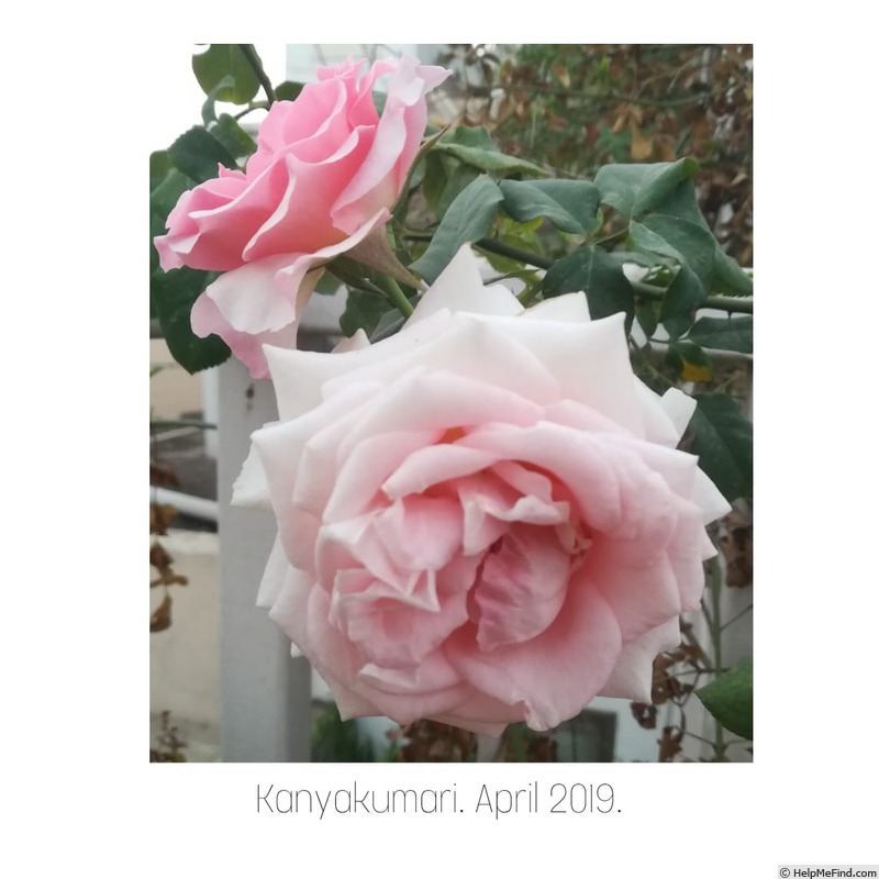 'Kanyakumari ™' rose photo
