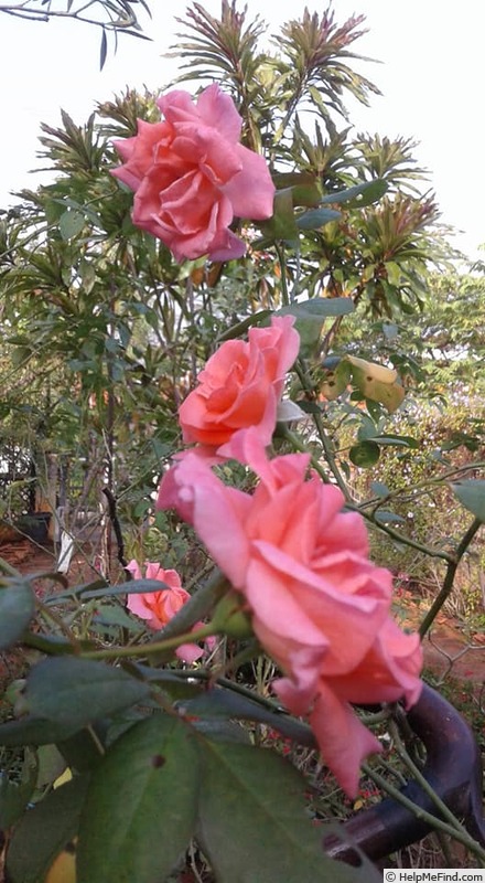 'Kanyakumari ™' rose photo