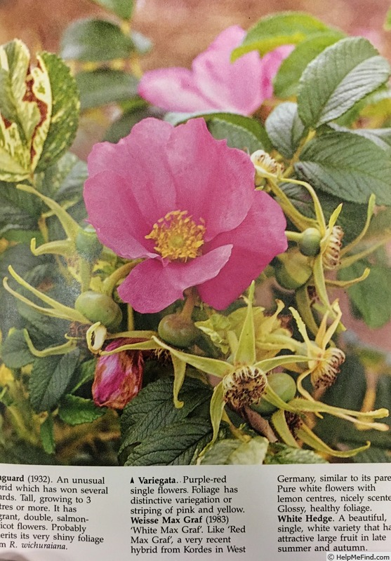 'Variegata (rugosa, unknown, before 1986)' rose photo