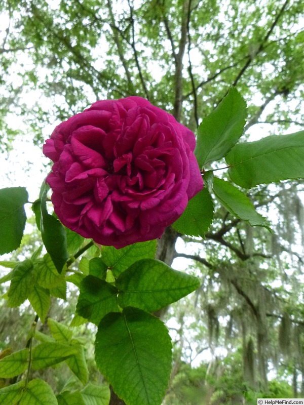 'Souvenir du Président Lincoln (bourbon, Moreau-Robert 1865)' rose photo