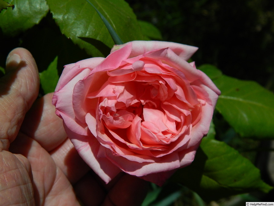 'Bloomfield Abundance' rose photo