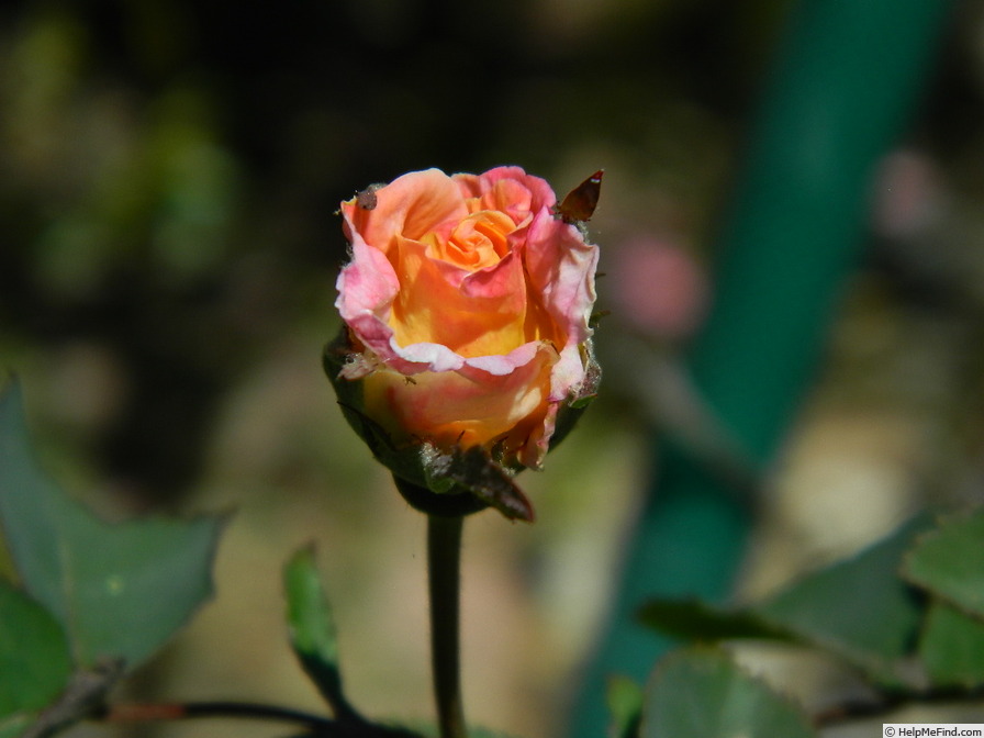 'SO17Hug#1' rose photo