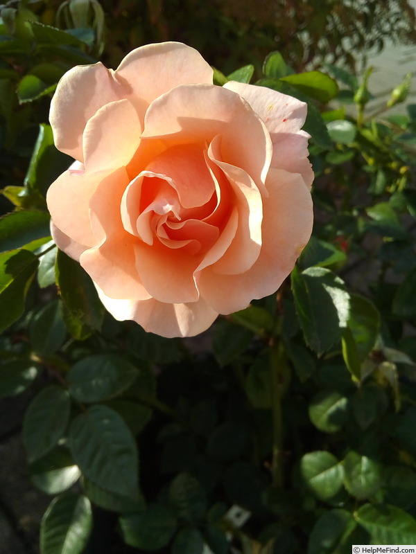 'Morning Love' rose photo