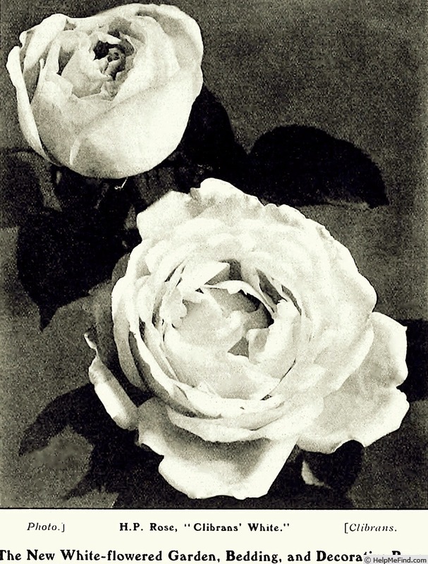 'Clibrans' White' rose photo