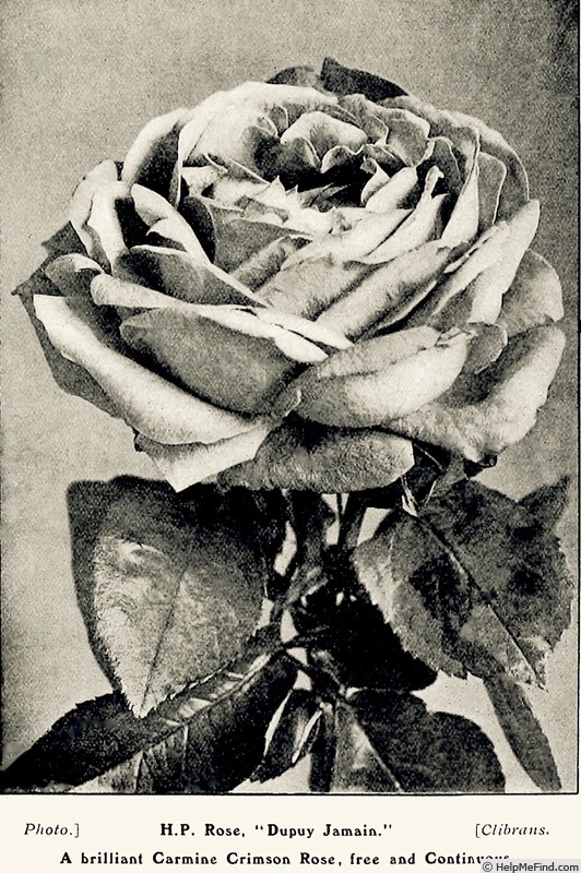 'Dupuy Jamain (Hybrid Perpetual, Jamain, 1868)' rose photo