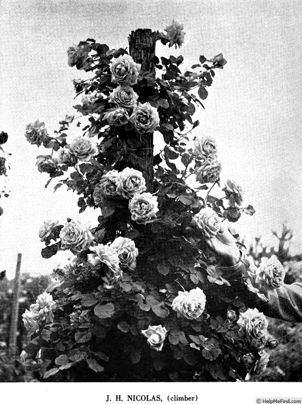 'Dr. J. H. Nicolas' rose photo