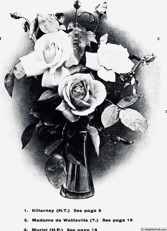 'Muriel (hybrid perpetual, Cant, pre 1909)' rose photo