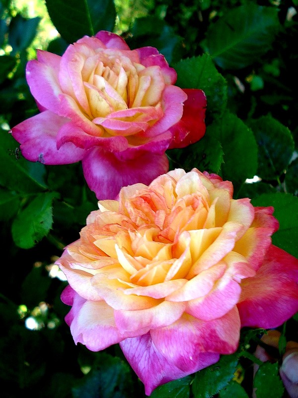 'Laurent Voulzy ®' rose photo