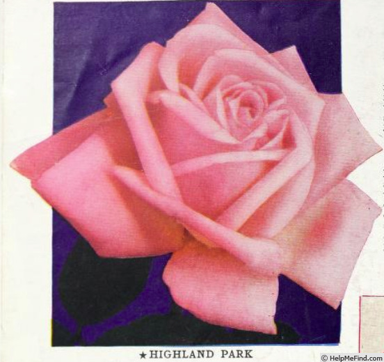 'Highland Park' rose photo