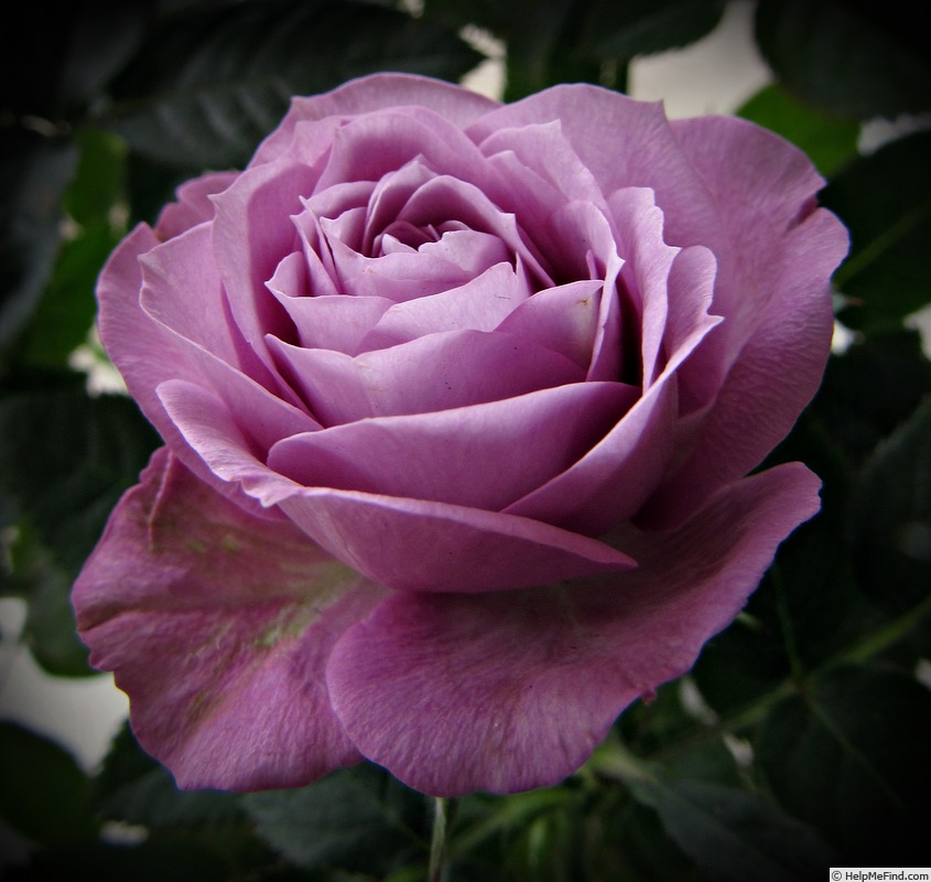 'Vi's Violet™' rose photo