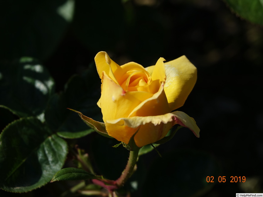 'Christel von der Post ™' rose photo