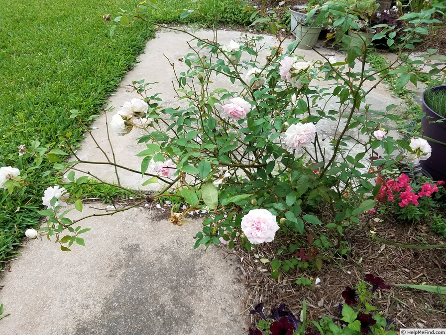 'Cels multiflore' rose photo