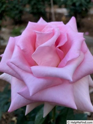 'Tickled Pink (hybrid tea, Schuurman, 1994)' rose photo