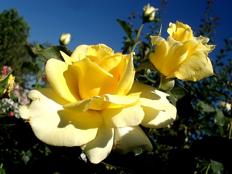'Aperitif ® (hybrid tea, McGredy 1988)' rose, click to enlarge 'Aperitif ® (hybrid tea, McGredy 1988)' rose photo