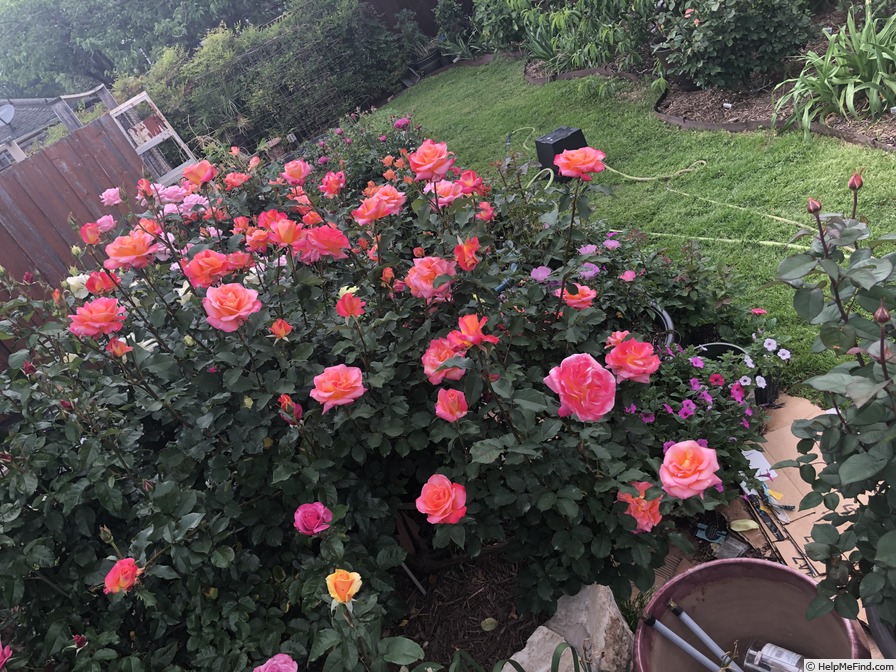 'Granada (hybrid tea, Lindquist, 1963)' rose photo