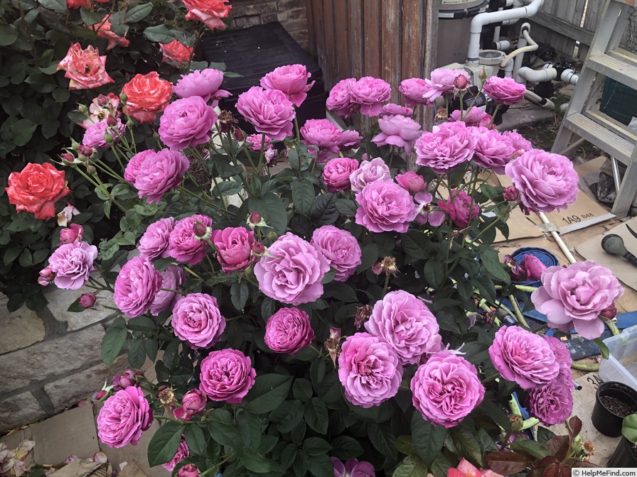 'Heirloom (hybrid tea, Warriner 1972)' rose photo