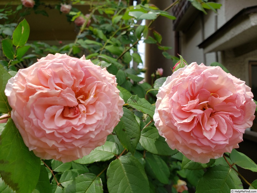 'James Galway' rose photo