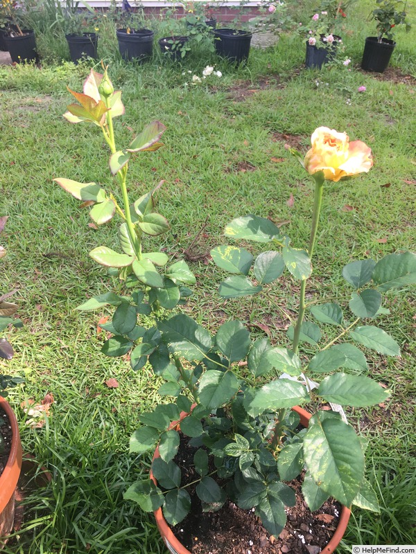 'Royal Welcome ™ (hybrid tea. Zary 2016)' rose photo