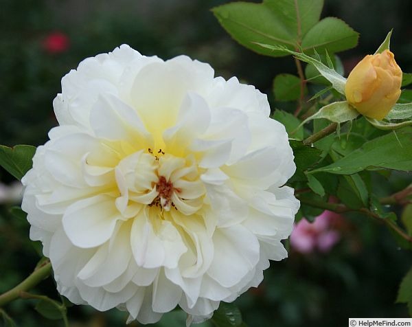 'Citron Fizz' rose photo