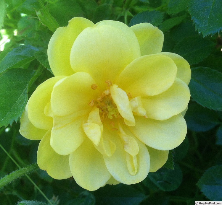 'Lemon Zest (Shrub, Warner, Before 2012)' rose photo