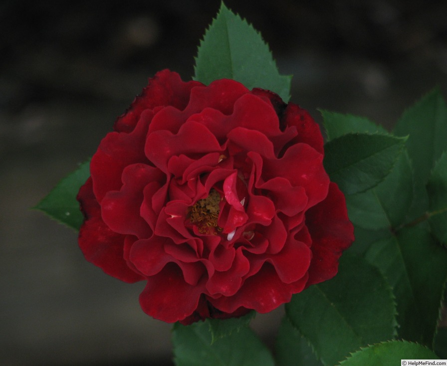 'Dancing In The Dark ™' rose photo