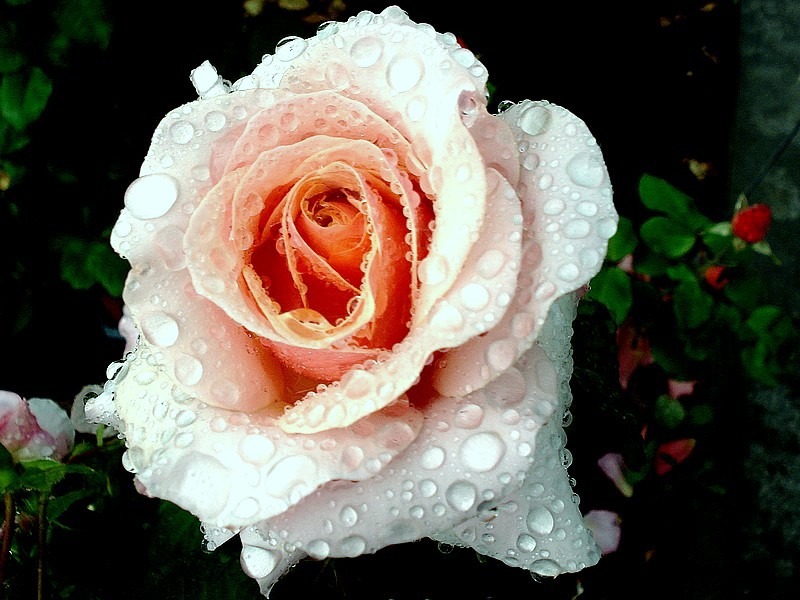 'Chimène ®' rose photo