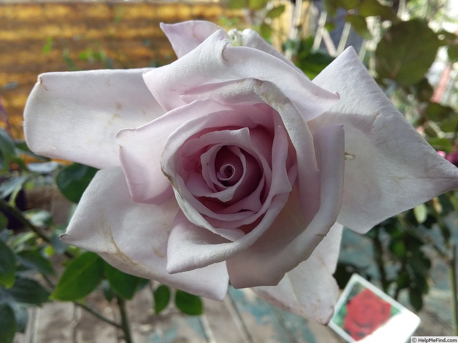 'Lady X' rose photo