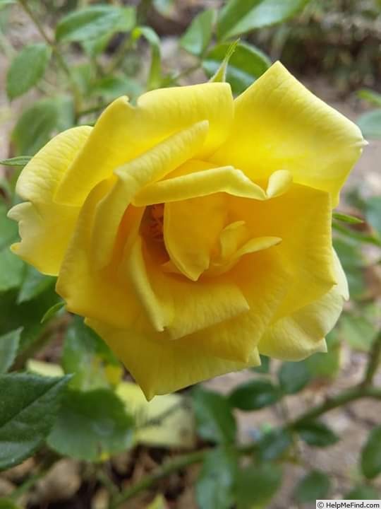 'Yellow Drift ®' rose photo