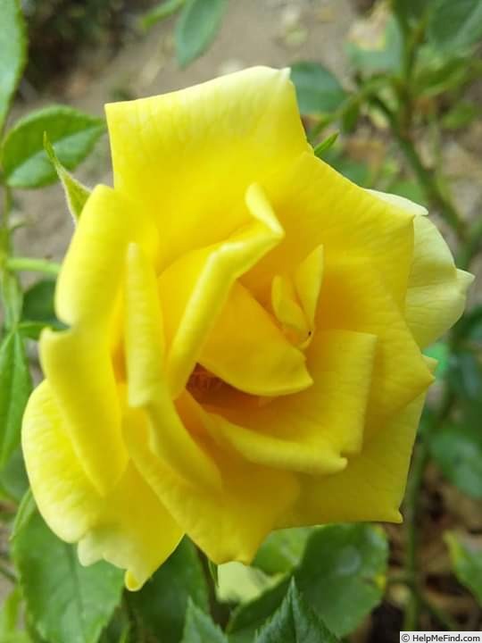 'Yellow Drift ®' rose photo