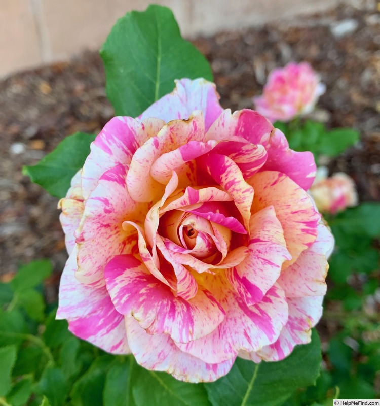 'Perfume Tiger' rose photo