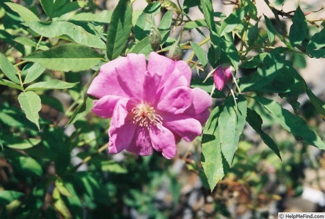 'R. palustris plena' rose photo