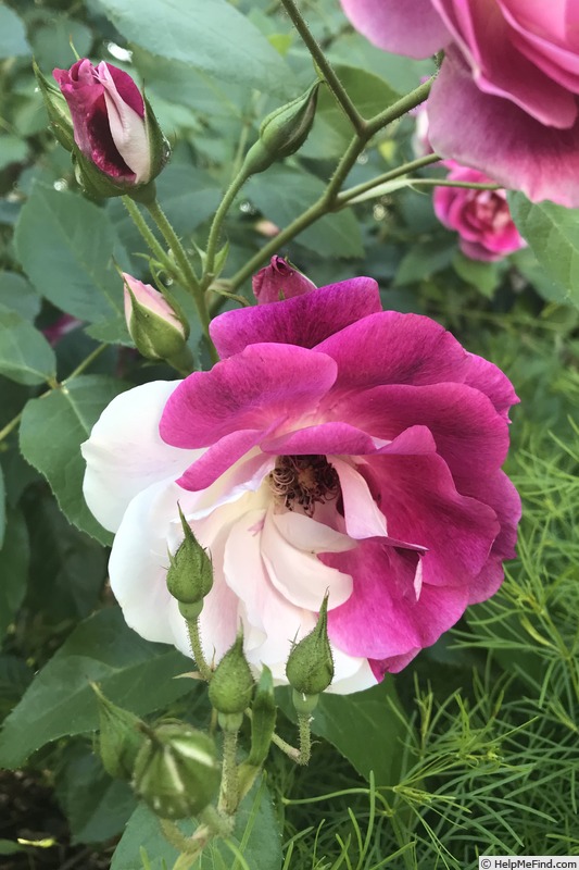 'Brilliant Pink Iceberg' rose photo