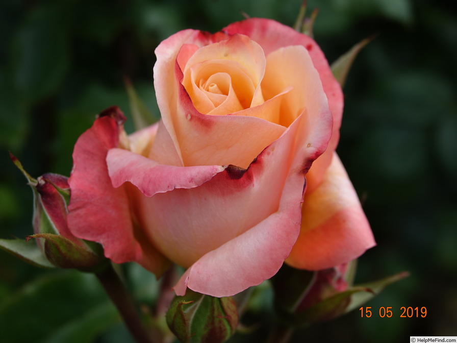 'Prince Rainier III ®' rose photo