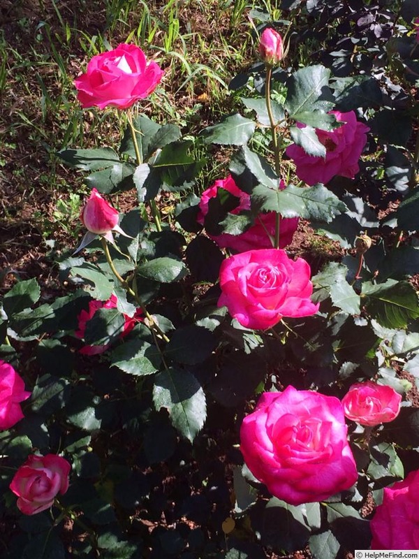 'Blushing Yuki ™' rose, click to enlarge 'Blushing Yuki ™' rose photo